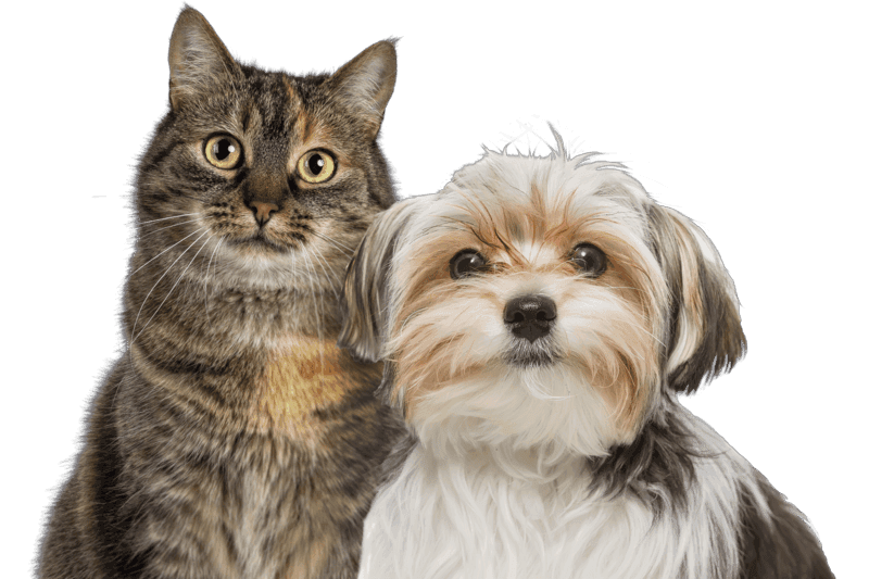 A cat with stripy grey fur and a small dog with white body coat and dark brown spots.