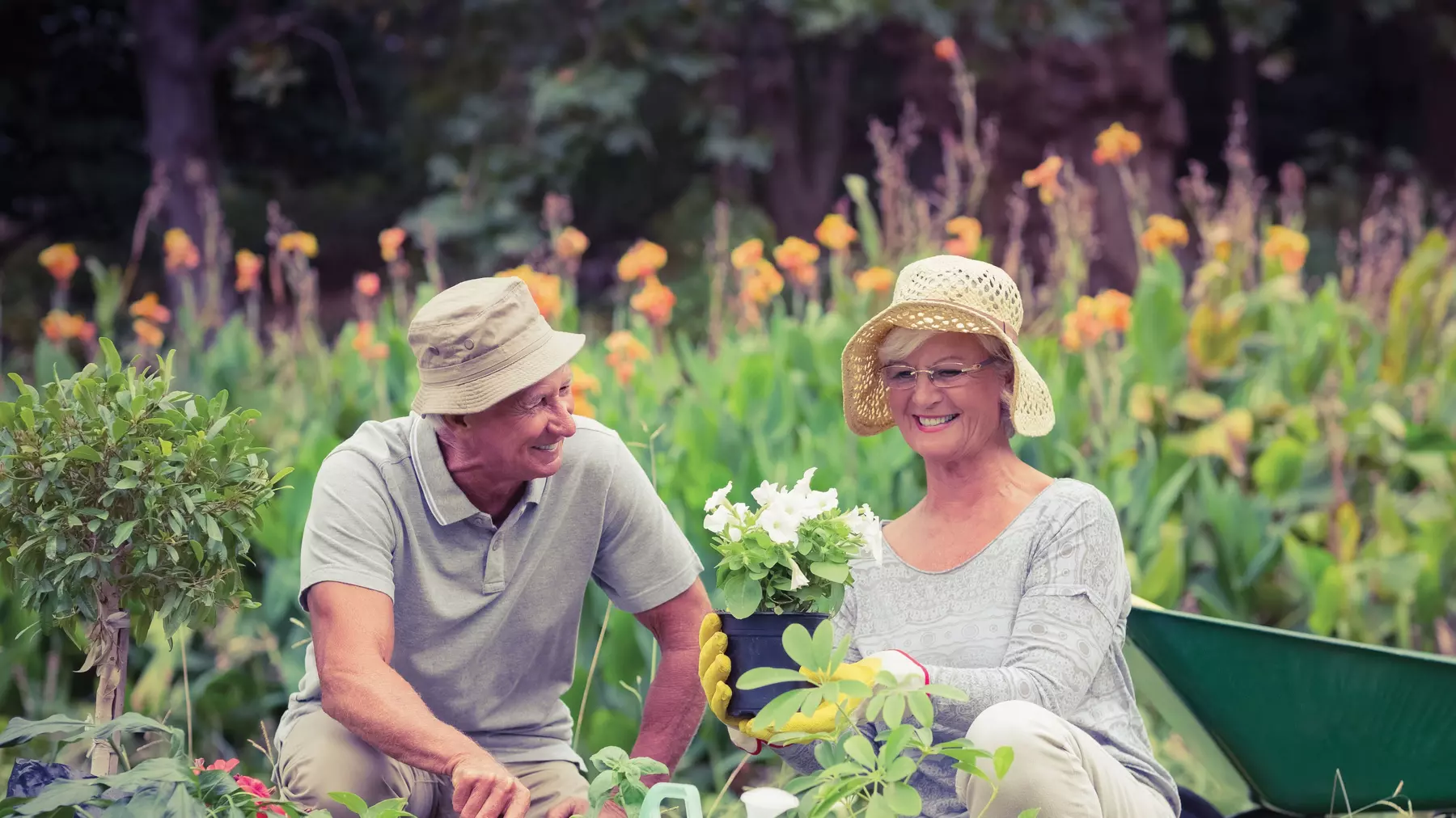Senior man and woman gardening with many flowerpots . Homme et femme seniors jardinant avec de nombreux pots de fleurs